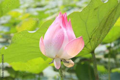 blooming lotus flower