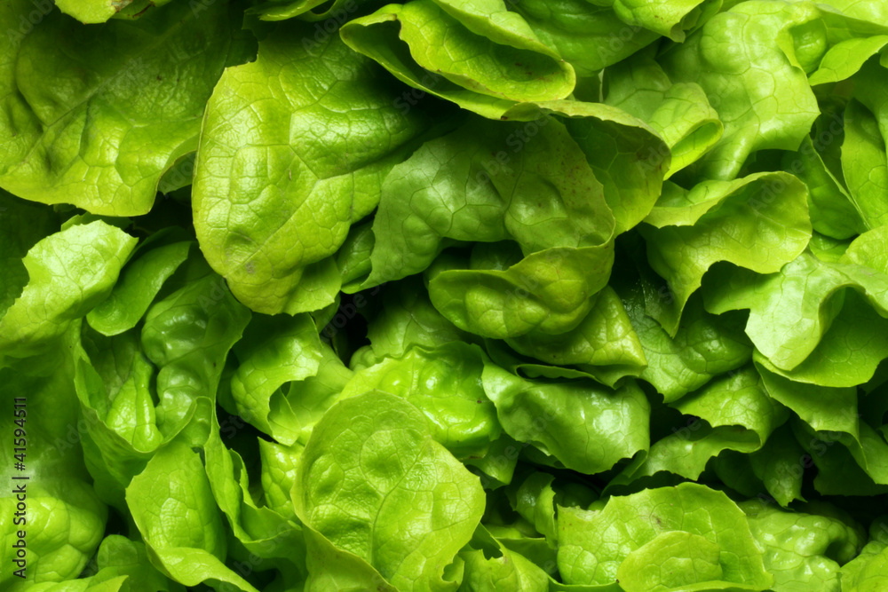 Eichblattsalat Eichblattsalat