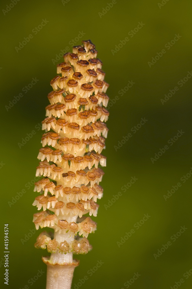 horsetail