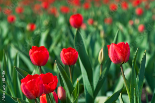 Field of Tulips © Jan S.