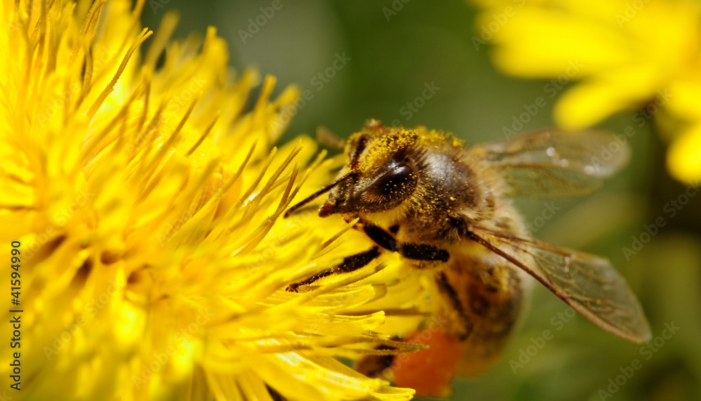 Bee on dandelion. Bee on dandelion.