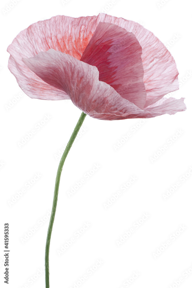 Fototapeta premium poppy