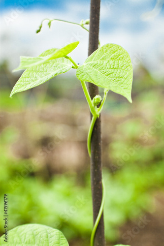budding cowpea