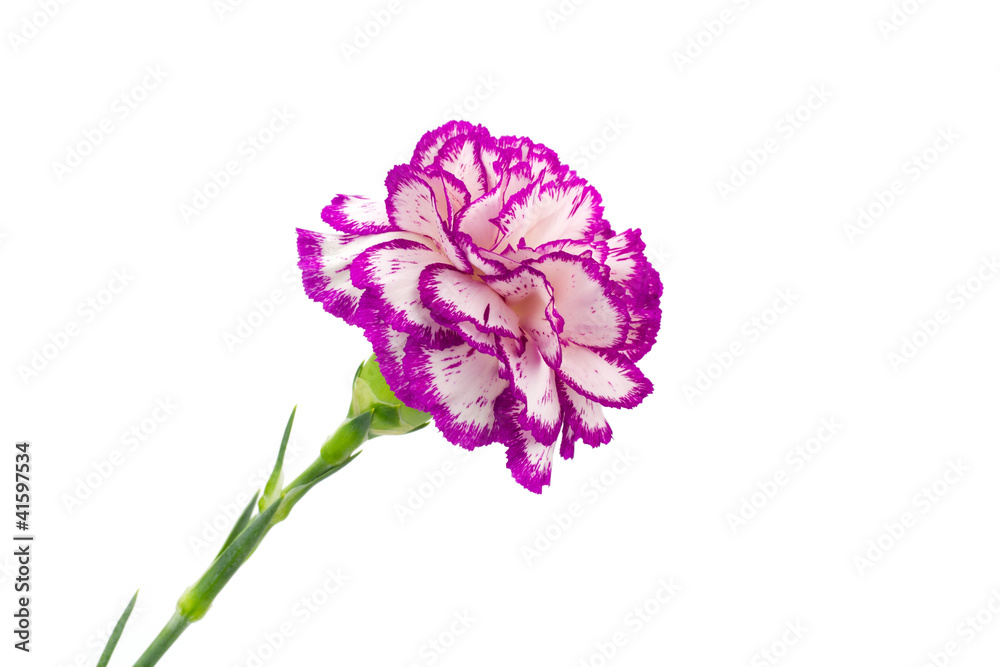 Carnation flower bud
