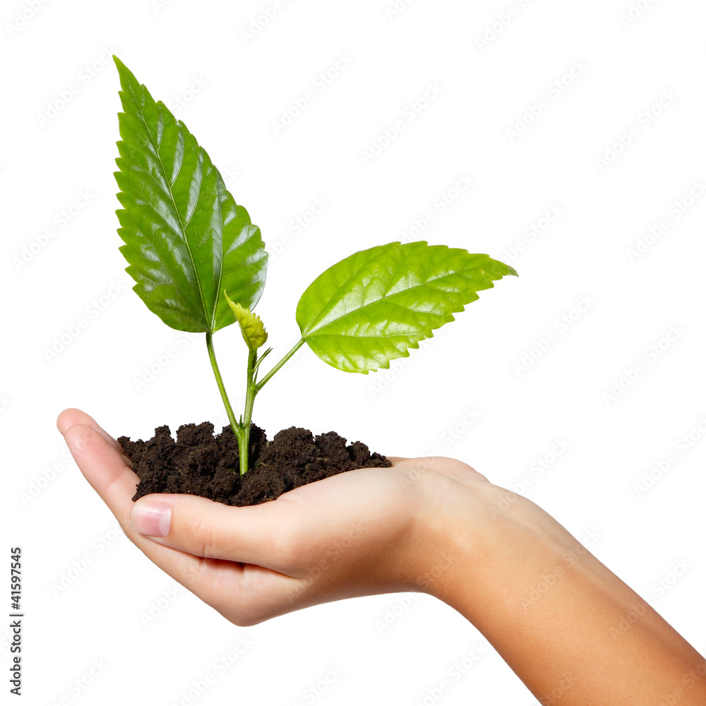 tree green fresh in female hand isolated tree green fresh in female hand isolated
