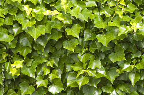 Wallpaper Mural Ivy background Torontodigital.ca