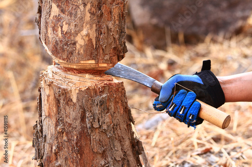 Handle a knife to cut the trees. photo