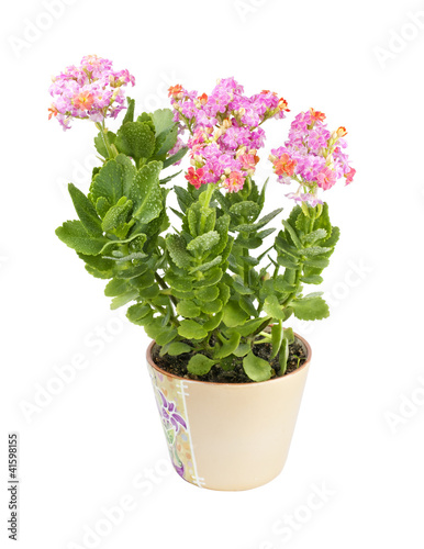 Kalanchoe blossfeldiana isolated on white background