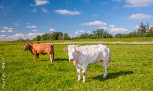 Brown and white cows standing in a sunny meadow