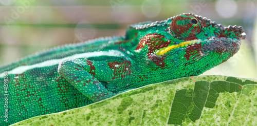 chameleo pardalis, caméléon panthère