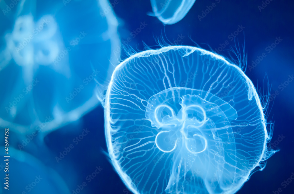 Fototapeta premium Group of blue jellyfish swimming underwater.