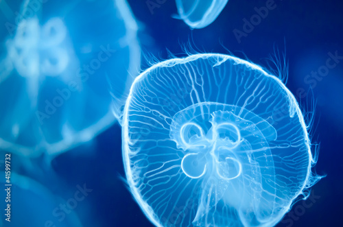 Group of blue jellyfish swimming underwater.