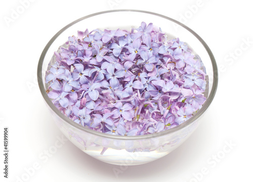 lilac flowers in a glass bowl with water