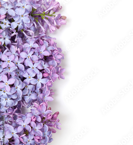 lilac flowers