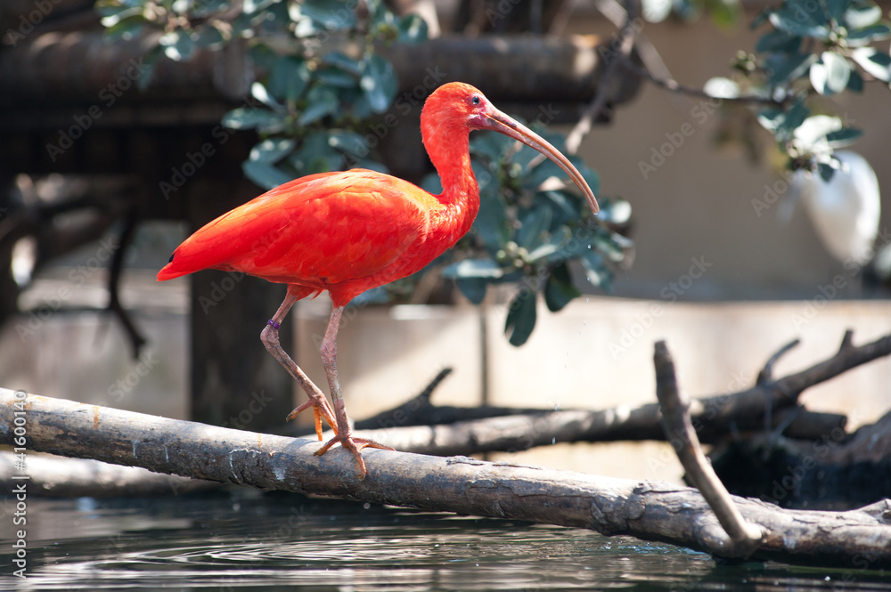 Fototapeta premium Scarlet ibis bird. Eudocimus ruber.