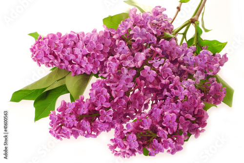 branch of purple lilac isolated on white