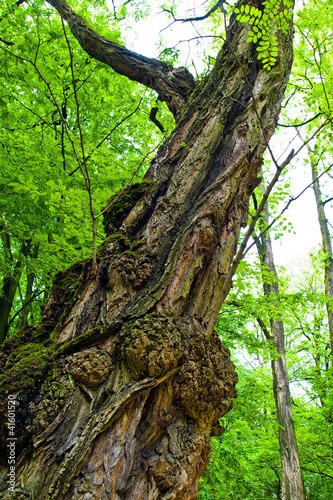 Baumstamm und Rinde eines alten Baumes