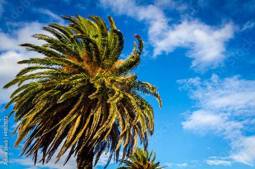 Palm tree in the wind