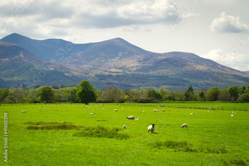 Sheep and rams in Killarney mountains, Ireland