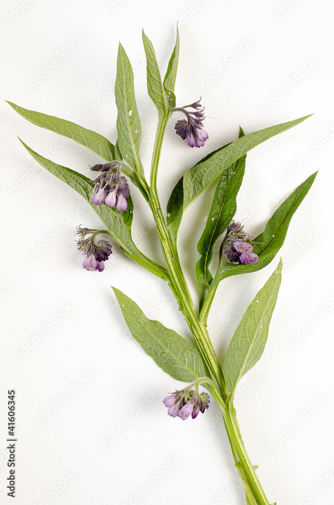 Obraz premium Symphytum officinale / Consoude officinale