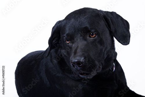 Black Labrador © Sundeep