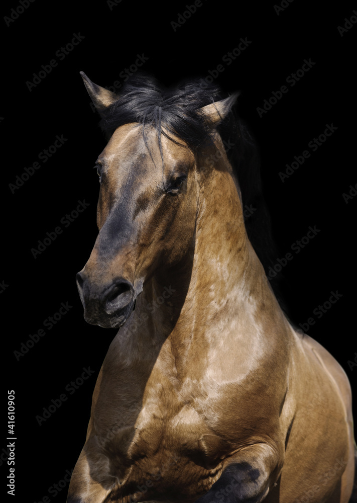 Obraz premium stallion on black