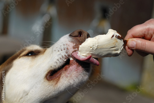 Fototapeta Naklejka Na Ścianę i Meble -  Dog Eating Icream Closeup.