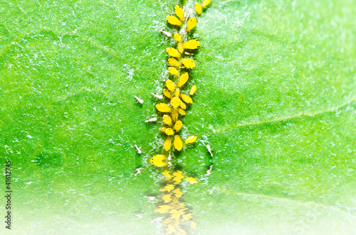 Aphid insect in green nature