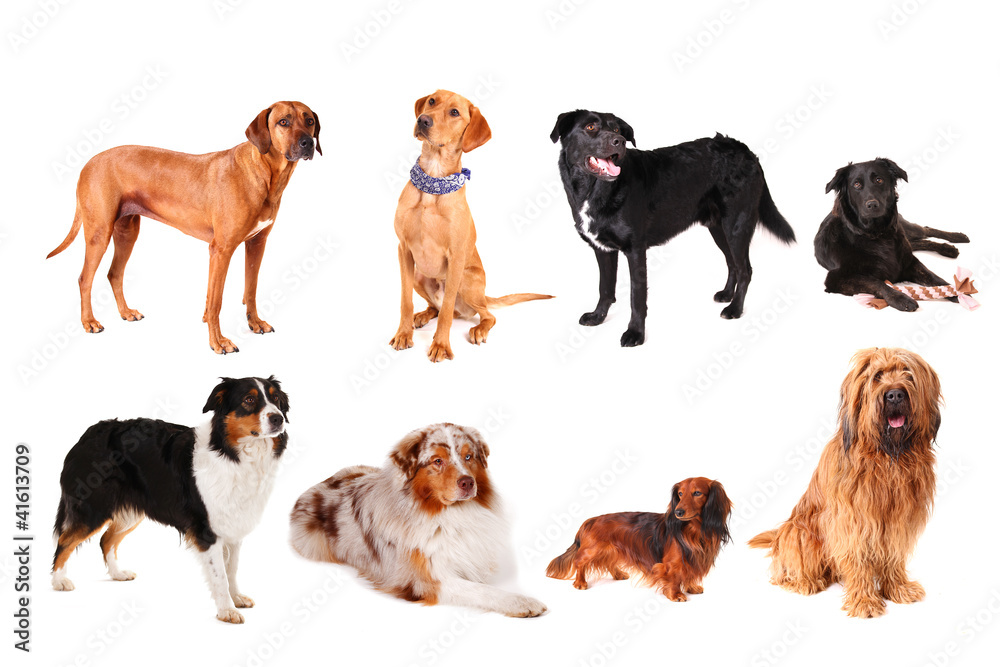 Gruppenbild Hunde