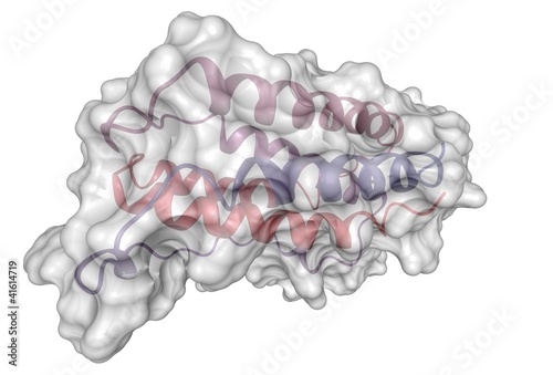 interferon beta molecule