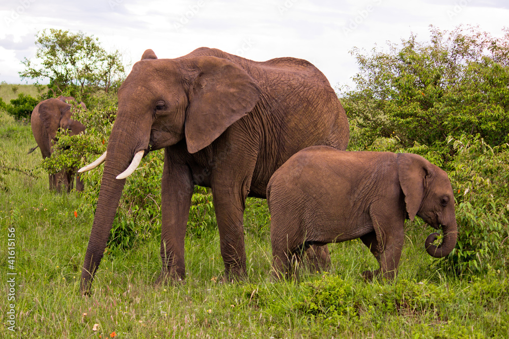 Two Elephants in Kenya