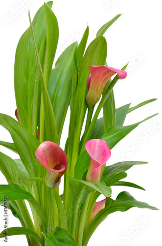 Close up flower pink Zantedeschia