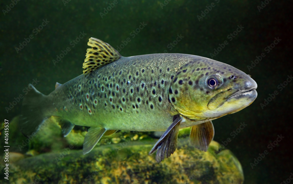 Underwater photo of The Brown Trout (Salmo Trutta). Underwater photo of The Brown Trout (Salmo Trutta).