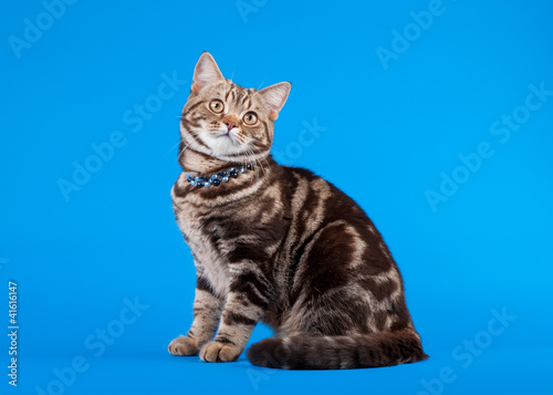British cat chocolate marble on blue background © dionoanomalia