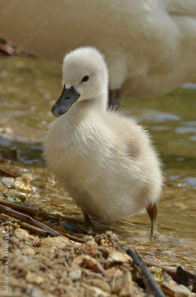 cygne cygne