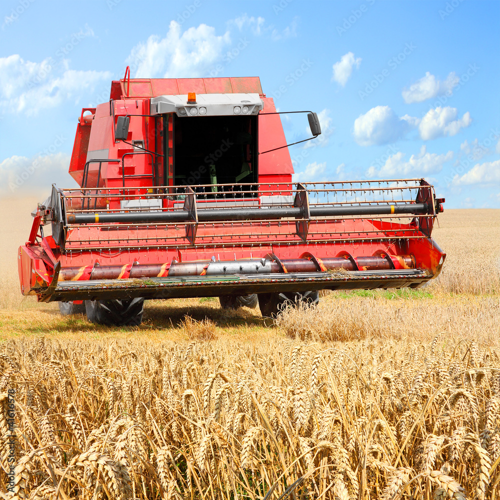 Fototapeta premium Combine harvesting wheat.