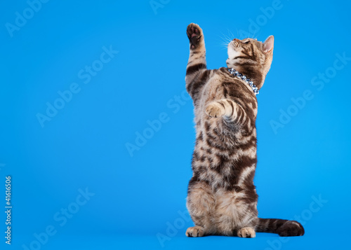 British cat chocolate marble on blue background