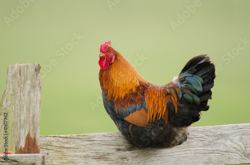 Haushuhn, Domestic fowl photo