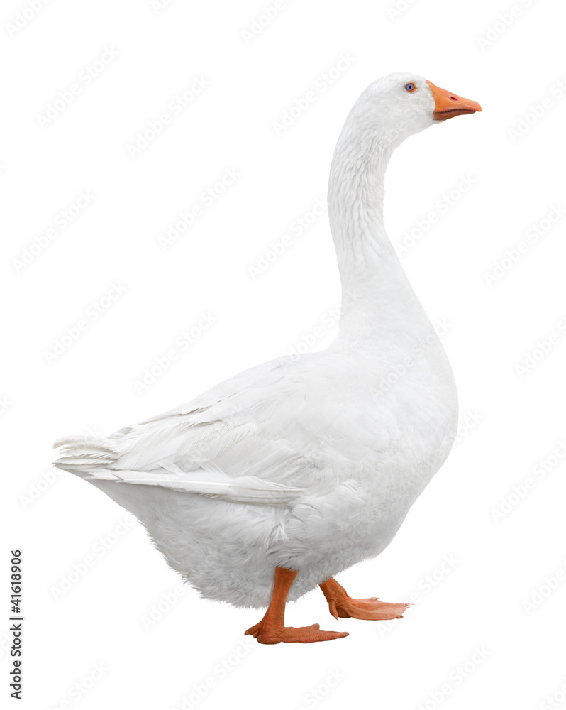 Naklejka premium White goose