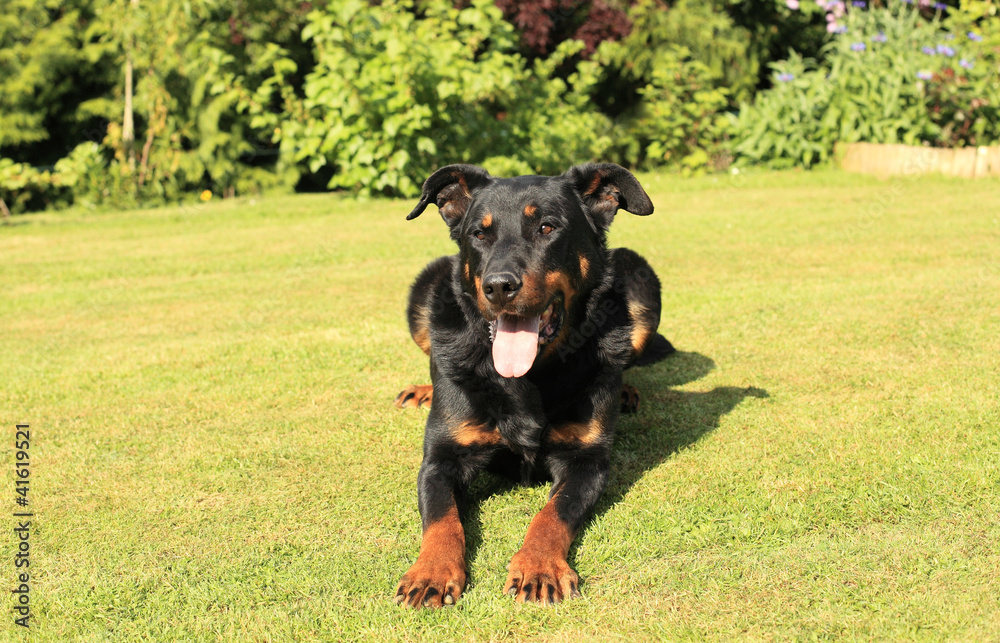 portrait of a purebred french sheepdog beauceron portrait of a purebred french sheepdog beauceron