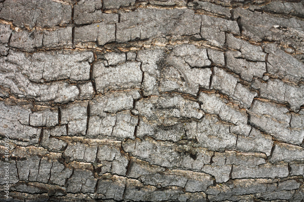 Bark texture. Bark texture.