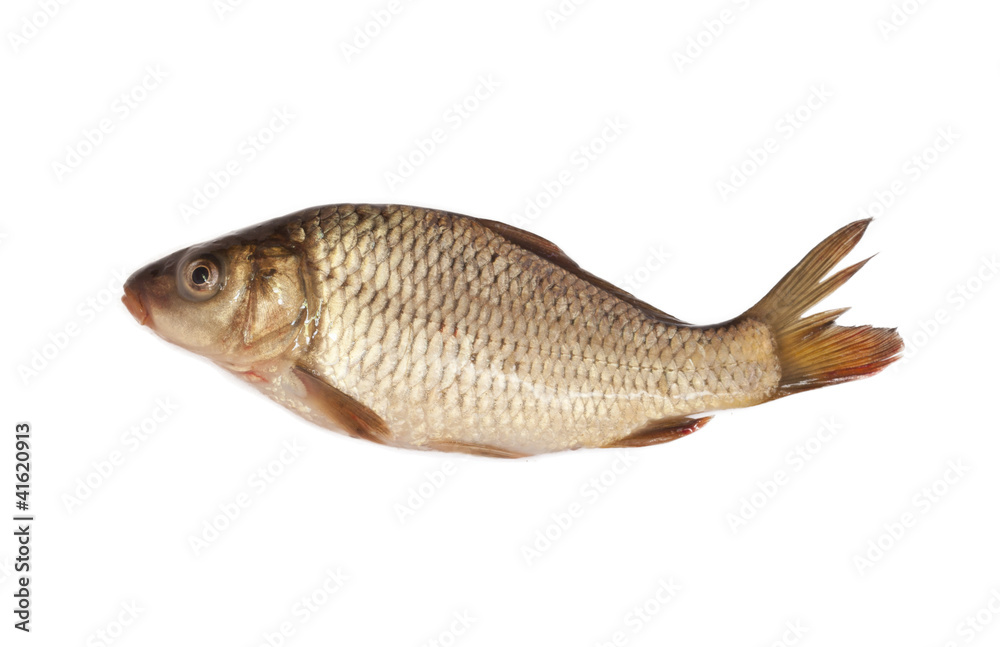 big carp isolated on white background