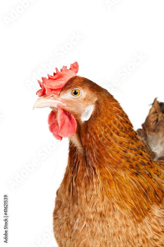 Chicken isolated on white
