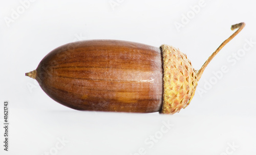 Simple macro image of an acorn isolated on white.