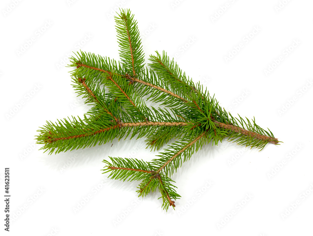 Christmas green framework isolated on white background Christmas green framework isolated on white background