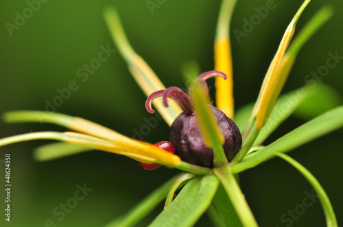 Paris quadrifolia flower photo