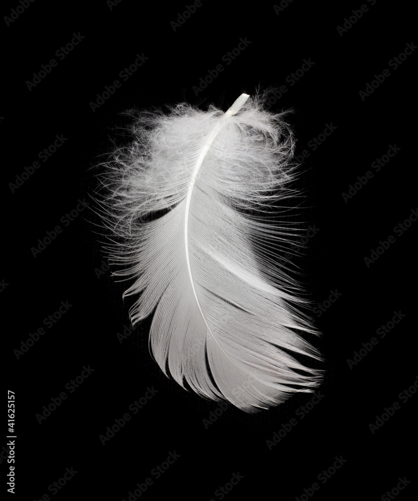 Obraz premium White feather isolated on white background