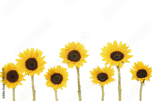 Fototapeta Naklejka Na Ścianę i Meble -  7 yellow sunflower on white background