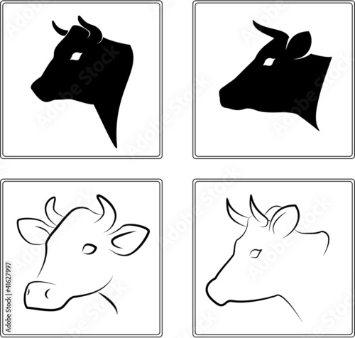 The heads of a cow on a white background