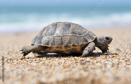 tropical, tropical fish, turkey,